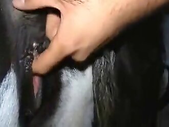 homemade beastiality